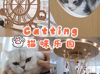 城西超好玩的猫咖幸福感爆棚