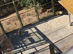 -青藏高原野生动物园