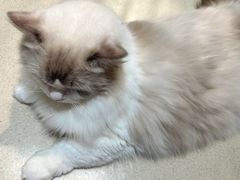 -藏猫猫咖啡主题馆(中央大道店)