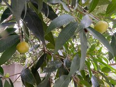 -南方医科大学南方医院(院本部)