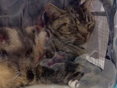 -FAELING PETS美天灵宠物(富力广场店)
