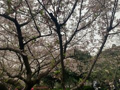 -武汉大学-樱园