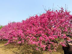 -莲花池公园