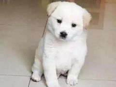 -佳雯宠物医院·皮肤科·内外科(春晓路分院)