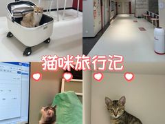 -御宝贝24h宠物医院·转诊中心·CT核磁血透中心(厦门总院)