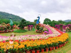 -东南花都花博园