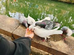 -西园戒幢律寺