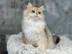 -爱洗澡的猫(天河路店)