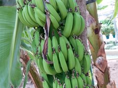 -万源龙顺度假庄园生态观光园