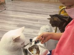 -BABIT巴比特宠物(MOMOPARK店)