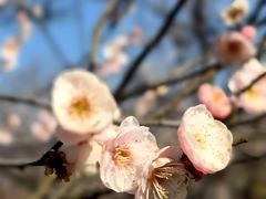 -梅花山(明孝陵内)