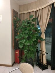 -芳朵美容养生SPA