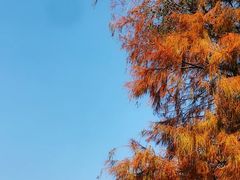 -荔湾湖公园