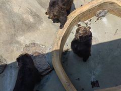 -东方熊牧场