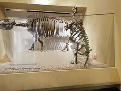 -国家自然博物馆