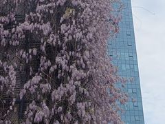 -嘉定紫藤园