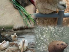 -西霞口神雕山野生动物世界