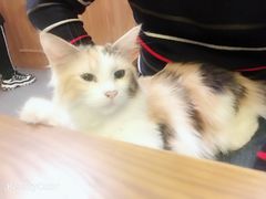 -猫色咖啡·猫咖