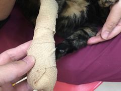 -艾贝尔宠物诊疗