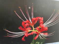 -杭州植物园