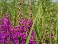 -野鸭湖国家湿地公园