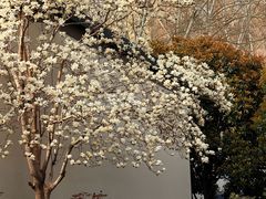 -洛阳市牡丹公园