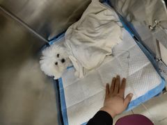 -美联众合动物医院·24h京西诊疗中心