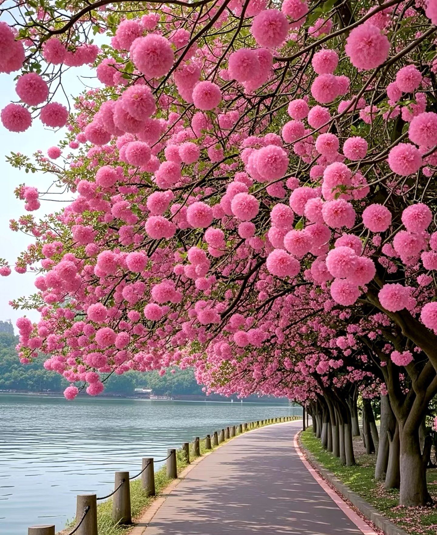 盛开花朵的美景