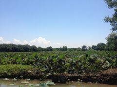 -大湾区中央湿地公园