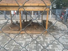 -长白岛森林公园