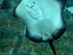 -芜湖新华联大白鲸海洋公园