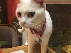 -猫色咖啡·猫咖