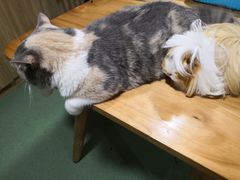 -藦茜花园宠物主题亲子互动体验馆(国顺东路店)