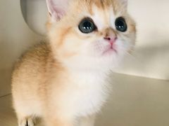 -东方名猫馆·英短金渐层布偶猫舍(环线广场1号楼店)