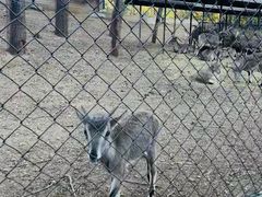 -大连森林动物园