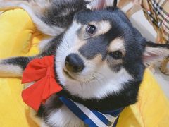 -逗柴咖啡屋·狗咖猫咖宠物桌游