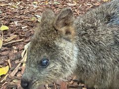 -费瑟代尔野生动物园