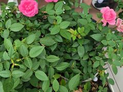 -哈根达斯(龙湖时代天街店)