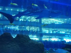 -成都浩海立方海洋公园