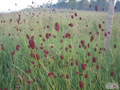 -塞罕坝国家级自然保护区