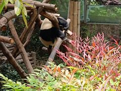 -成都大熊猫繁育研究基地