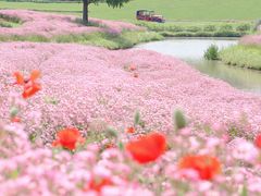 -花开海上生态园