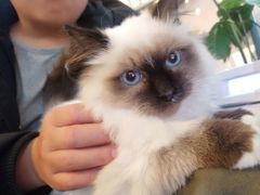 -喵屿·大理花园猫咖