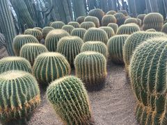 -南山植物园