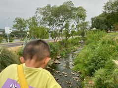 -羊山湖公园