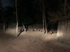 -清迈夜间动物园