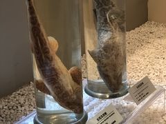 -青藏高原自然博物馆