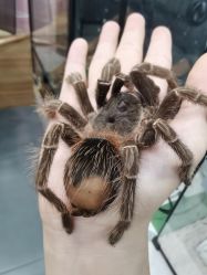 -Moni星球萌宠·小马宝莉·灵蛇·高端高阶全萌宠互动体验俱乐部(红豆国际广场店)
