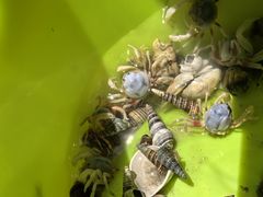 -红树林天天赶海