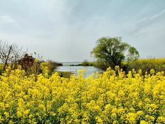 -渔娘蟹庄(阳澄湖莲花岛店)